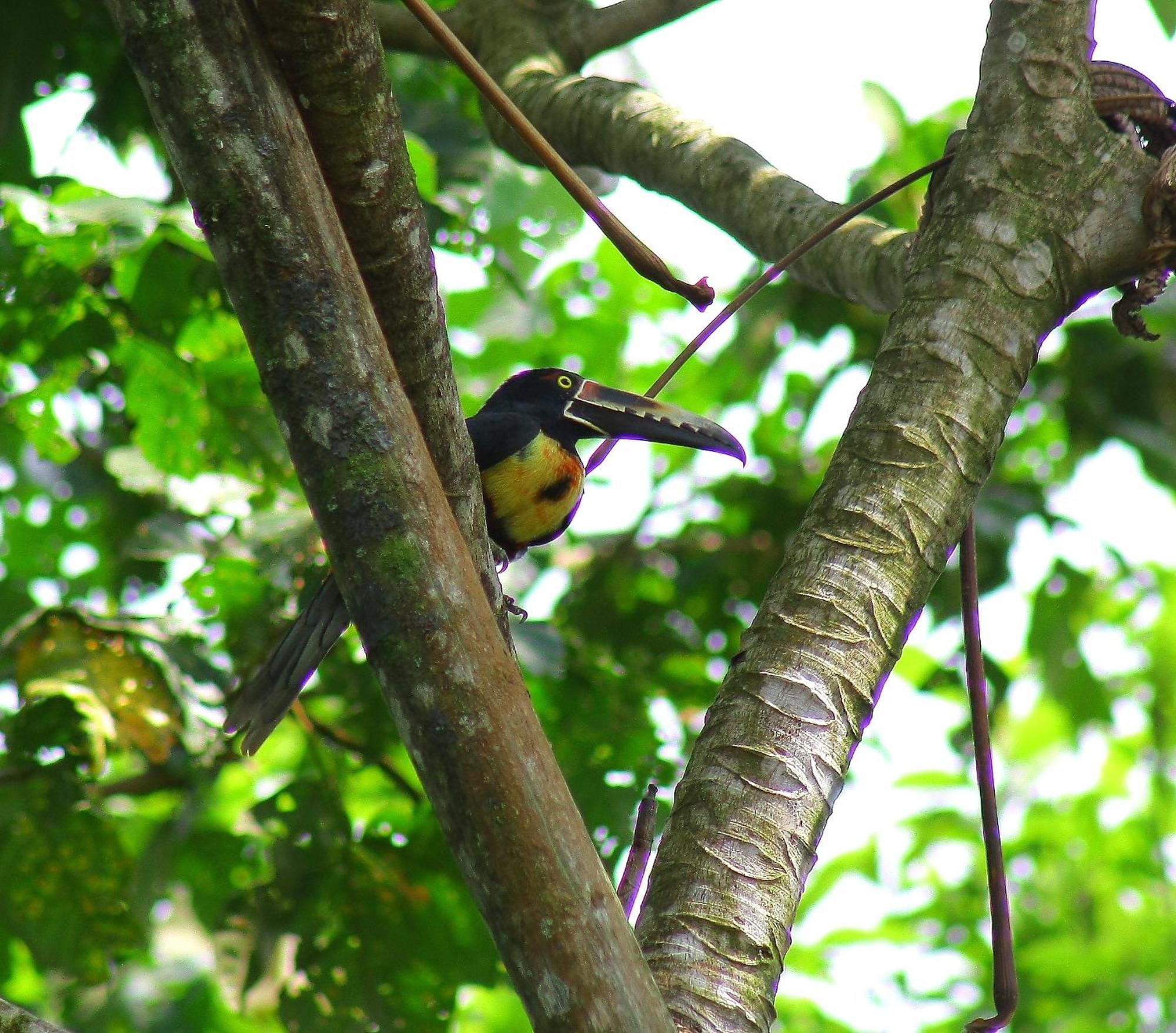 Catarata Eco Lodge La Fortuna Zewnętrze zdjęcie